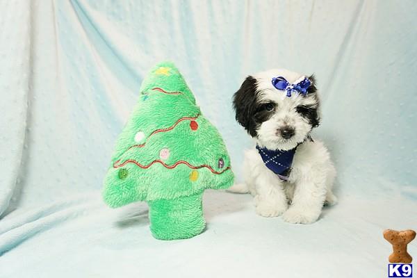 lvpuppyheaven Picture 2
